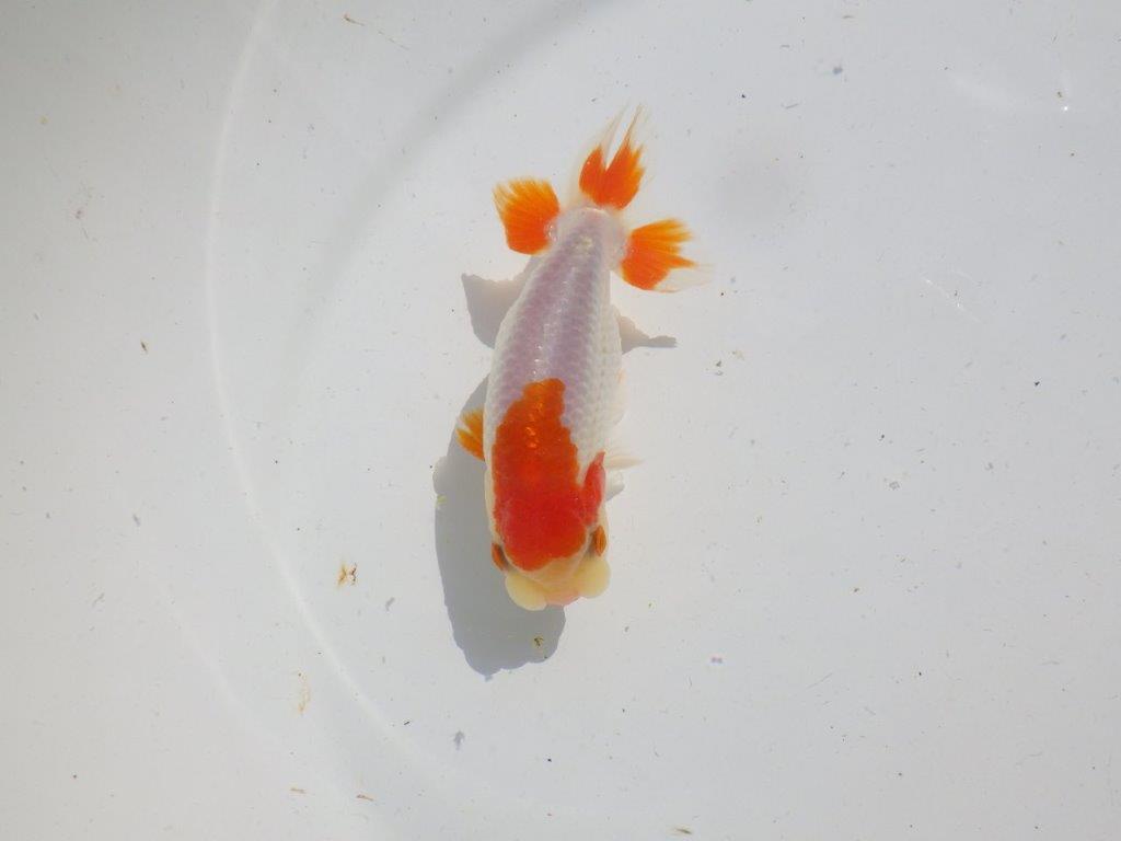 頭が良く尾型、構えが良い更紗　明け二歳魚　 　約11,5ｃｍ　オス【管理魚】