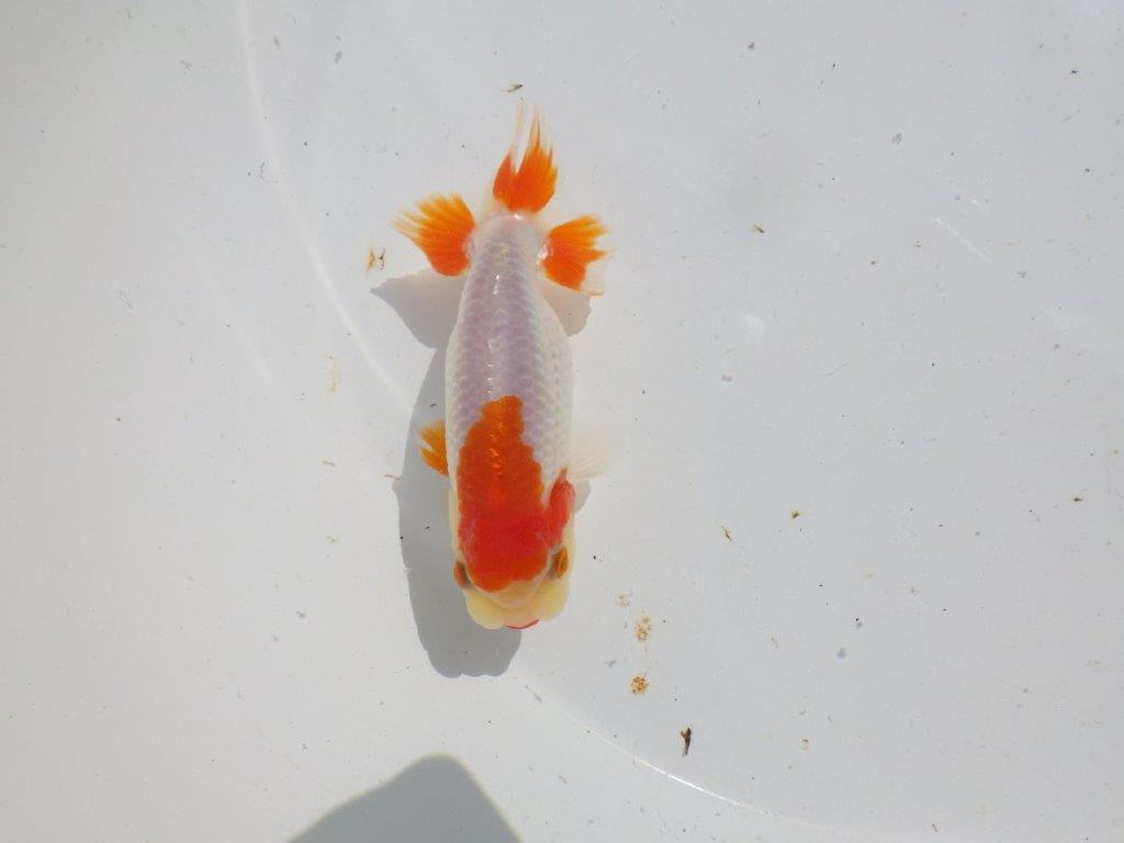 頭が良く尾型、構えが良い更紗　明け二歳魚　 　約11,5ｃｍ　オス【管理魚】