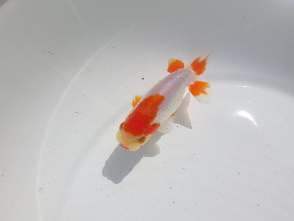頭が良く尾型、構えが良い更紗　明け二歳魚　 　約11,5ｃｍ　オス【管理魚】
