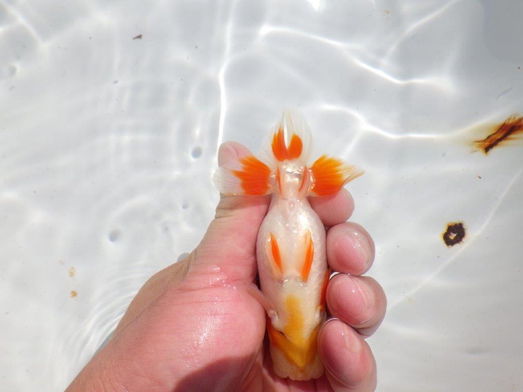 頭が良く尾型、構えが良い更紗　明け二歳魚　 　約11,5ｃｍ　オス【管理魚】