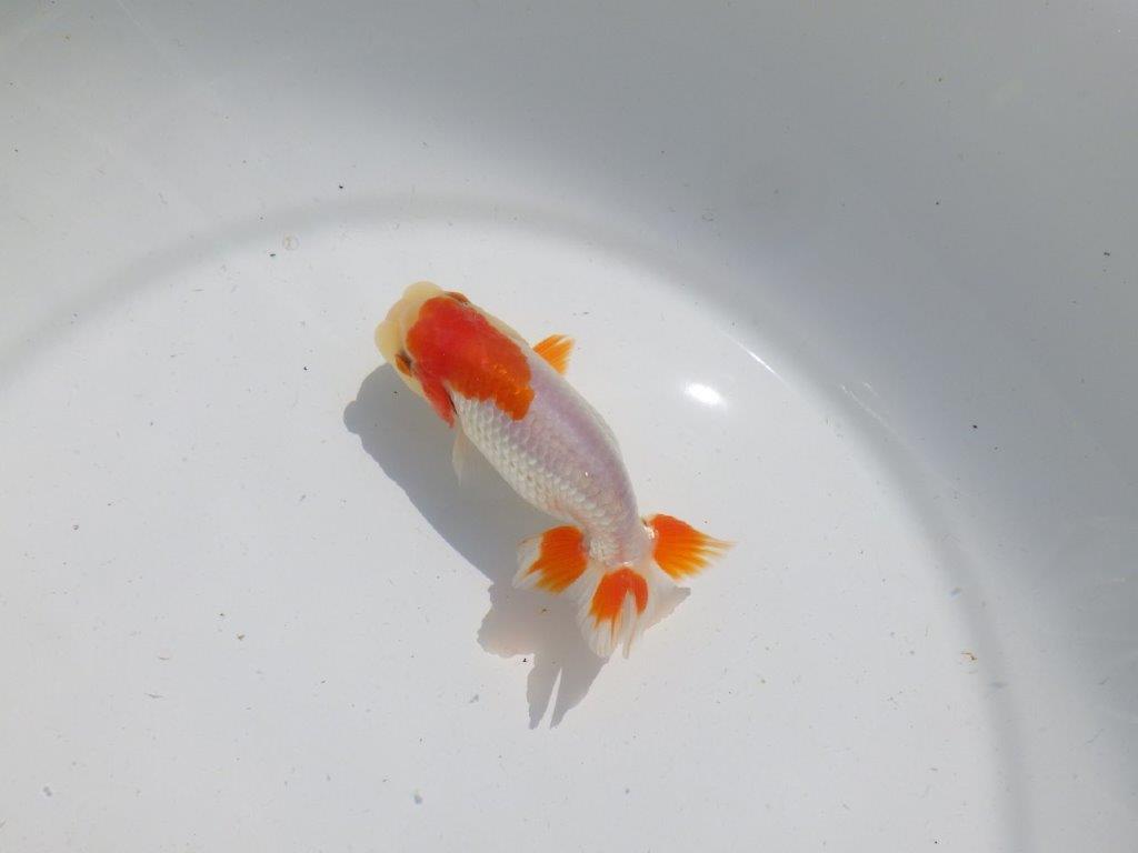 頭が良く尾型、構えが良い更紗　明け二歳魚　 　約11,5ｃｍ　オス【管理魚】