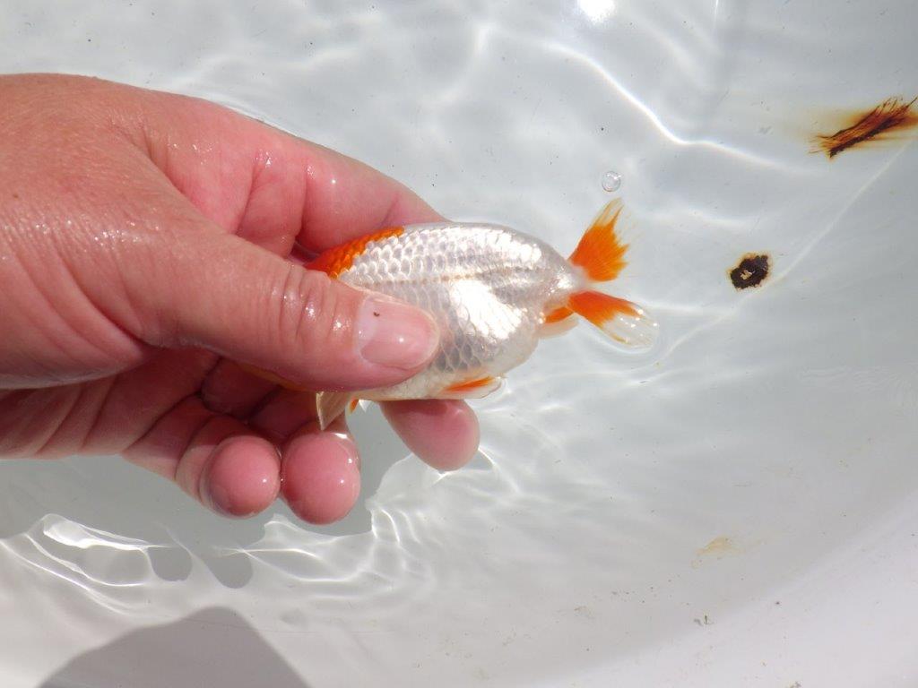 頭が良く尾型、構えが良い更紗　明け二歳魚　 　約11,5ｃｍ　オス【管理魚】