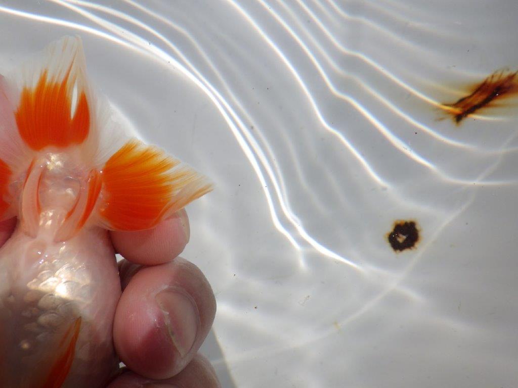 頭が良く尾型、構えが良い更紗　明け二歳魚　 　約11,5ｃｍ　オス【管理魚】