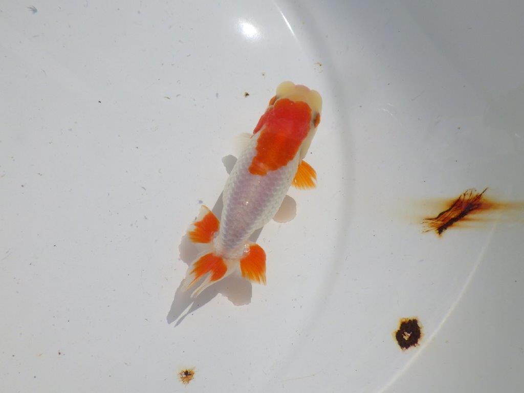 頭が良く尾型、構えが良い更紗　明け二歳魚　 　約11,5ｃｍ　オス【管理魚】