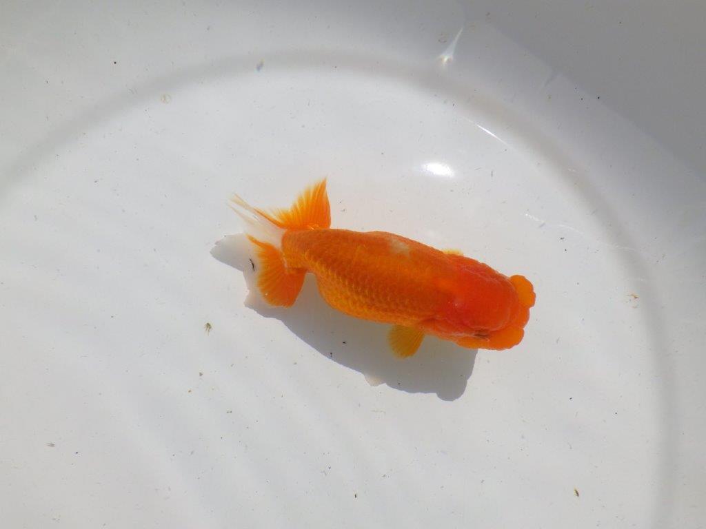 尾、頭の雰囲気が良い　明け二歳魚　 　約12,5ｃｍ　メス【管理魚】