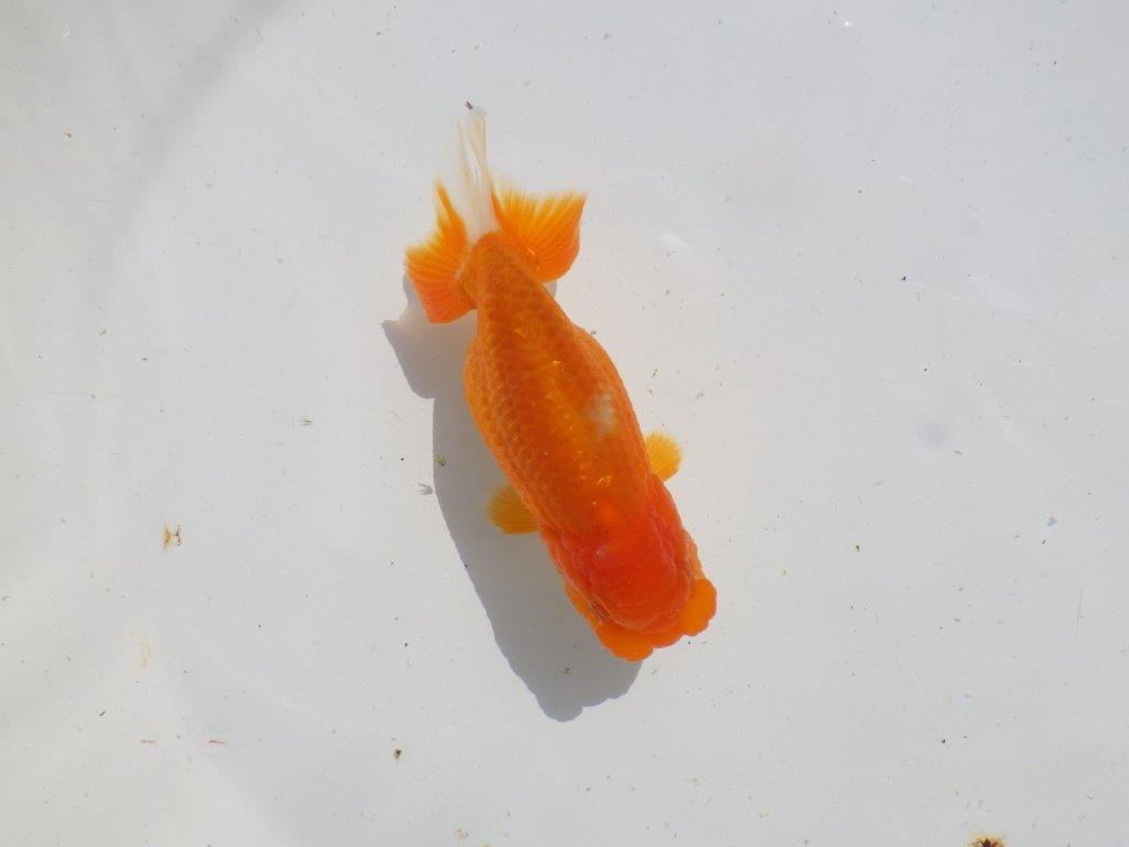 尾、頭の雰囲気が良い　明け二歳魚　 　約12,5ｃｍ　メス【管理魚】