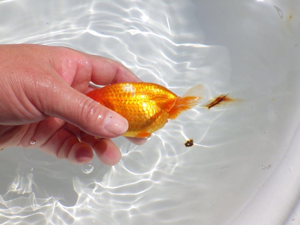尾、頭の雰囲気が良い　明け二歳魚　 　約12,5ｃｍ　メス【管理魚】