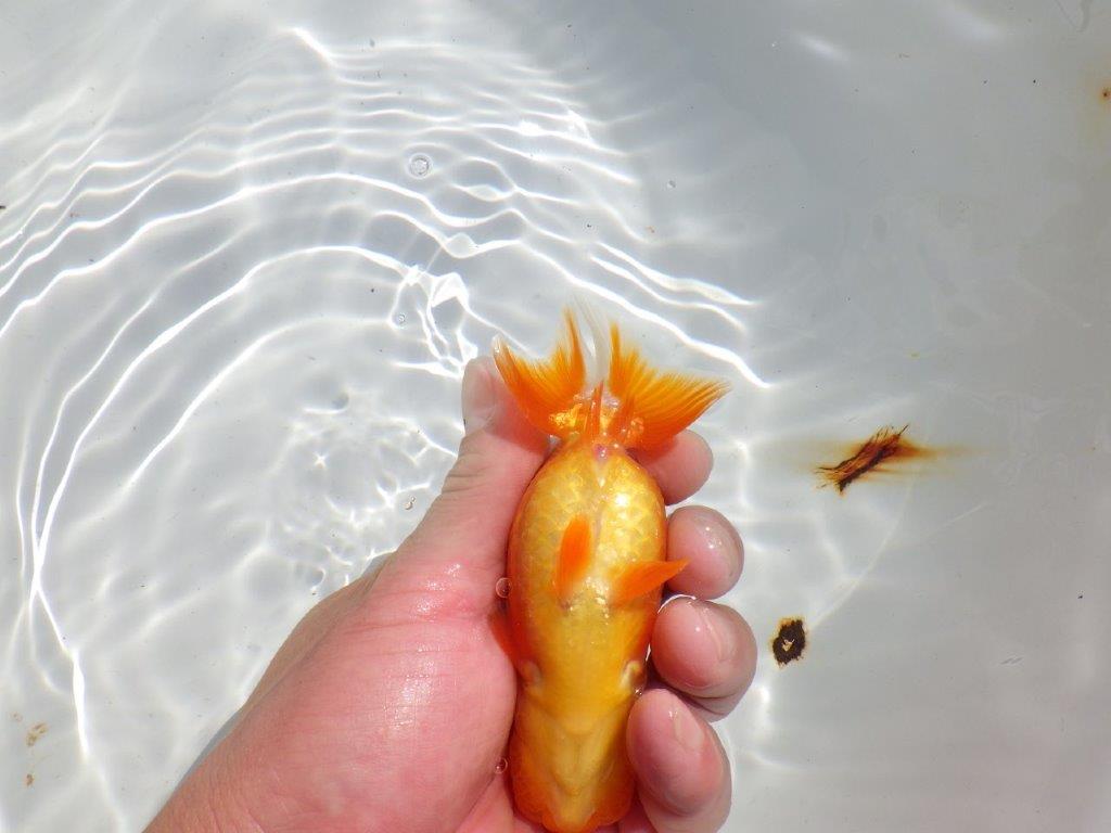 尾、頭の雰囲気が良い　明け二歳魚　 　約12,5ｃｍ　メス【管理魚】