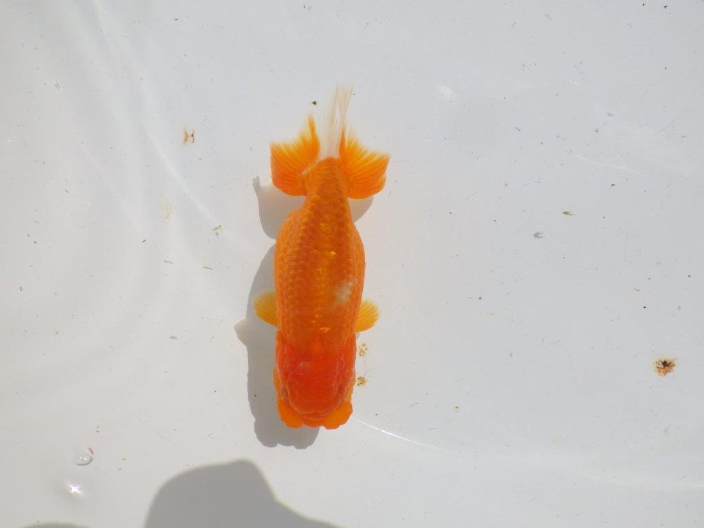 尾、頭の雰囲気が良い　明け二歳魚　 　約12,5ｃｍ　メス【管理魚】の上身