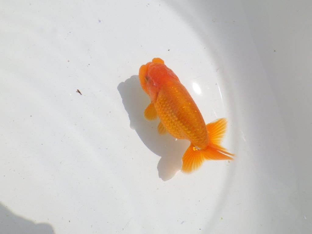 バランスが良く雰囲気が良い　明け二歳魚　 　約12ｃｍ　オス【管理魚】
