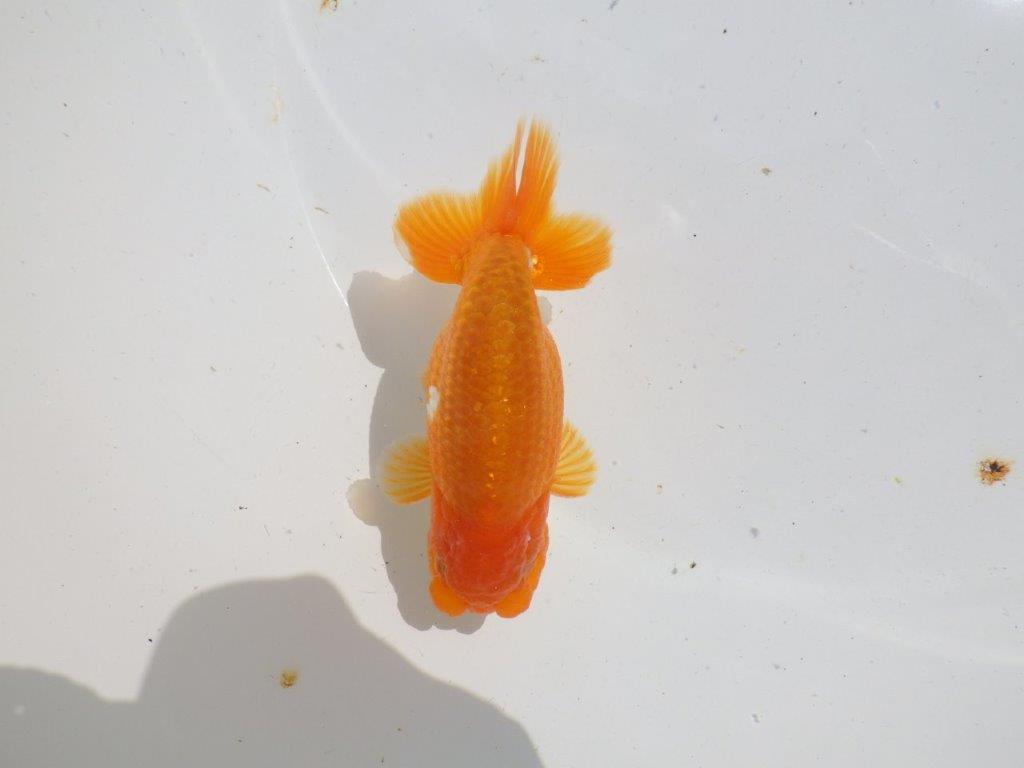 バランスが良く雰囲気が良い　明け二歳魚　 　約12ｃｍ　オス【管理魚】