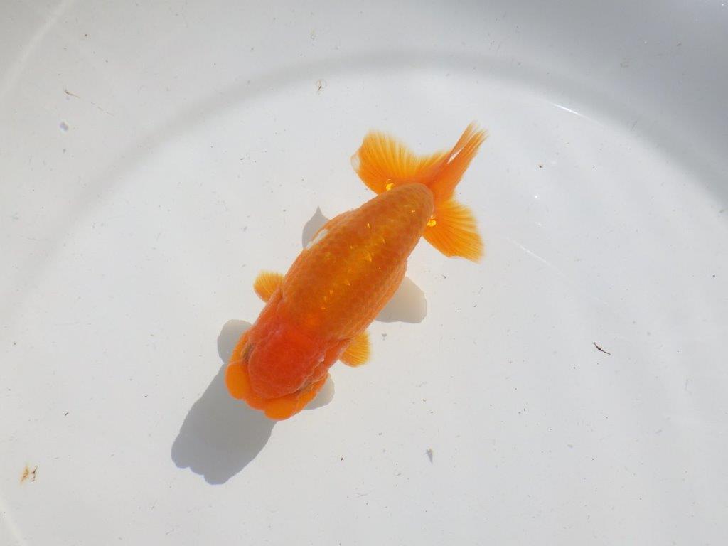 バランスが良く雰囲気が良い　明け二歳魚　 　約12ｃｍ　オス【管理魚】の上身