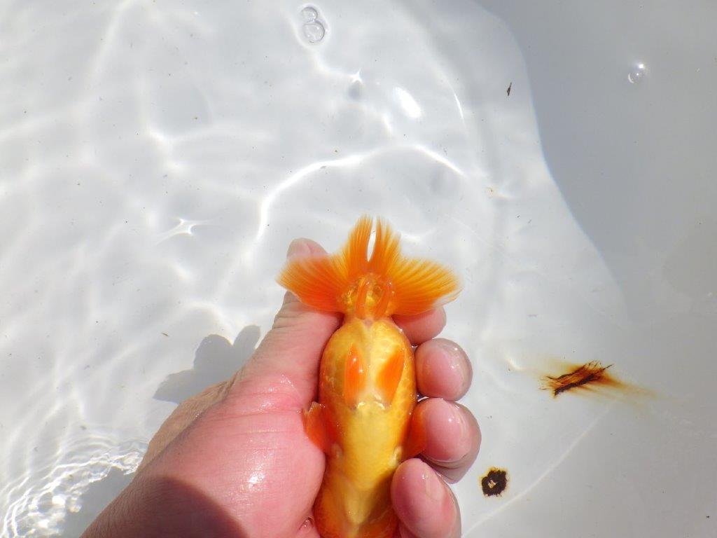 バランスが良く雰囲気が良い　明け二歳魚　 　約12ｃｍ　オス【管理魚】