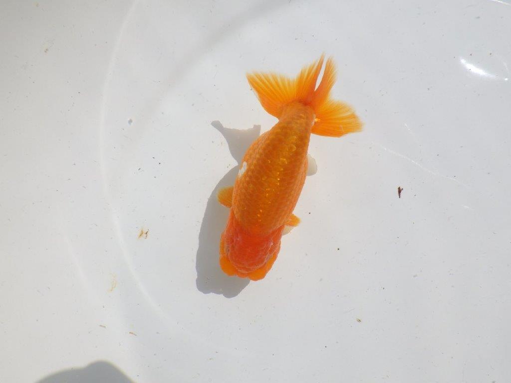 バランスが良く雰囲気が良い　明け二歳魚　 　約12ｃｍ　オス【管理魚】