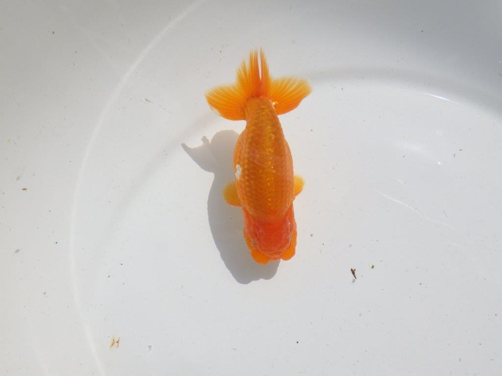 バランスが良く雰囲気が良い　明け二歳魚　 　約12ｃｍ　オス【管理魚】