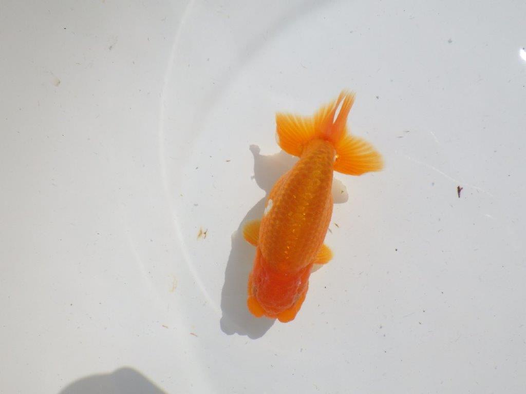 バランスが良く雰囲気が良い　明け二歳魚　 　約12ｃｍ　オス【管理魚】