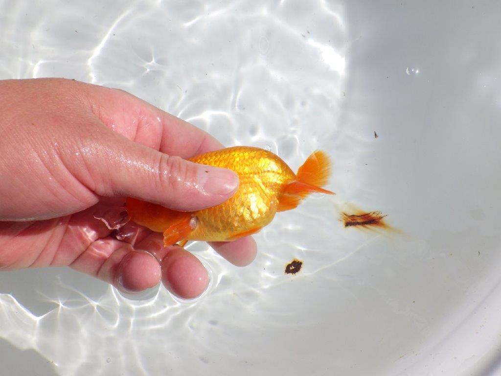 バランスが良く雰囲気が良い　明け二歳魚　 　約12ｃｍ　オス【管理魚】