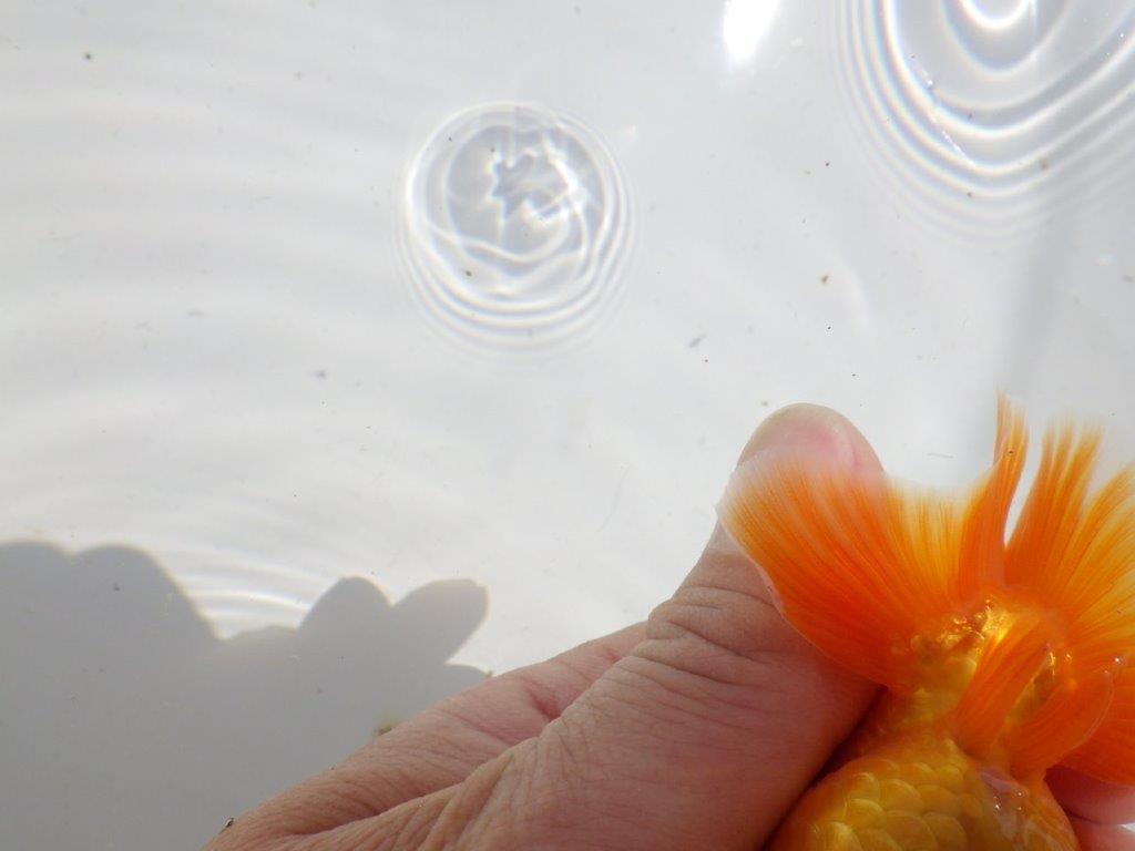 バランスが良く雰囲気が良い　明け二歳魚　 　約12ｃｍ　オス【管理魚】
