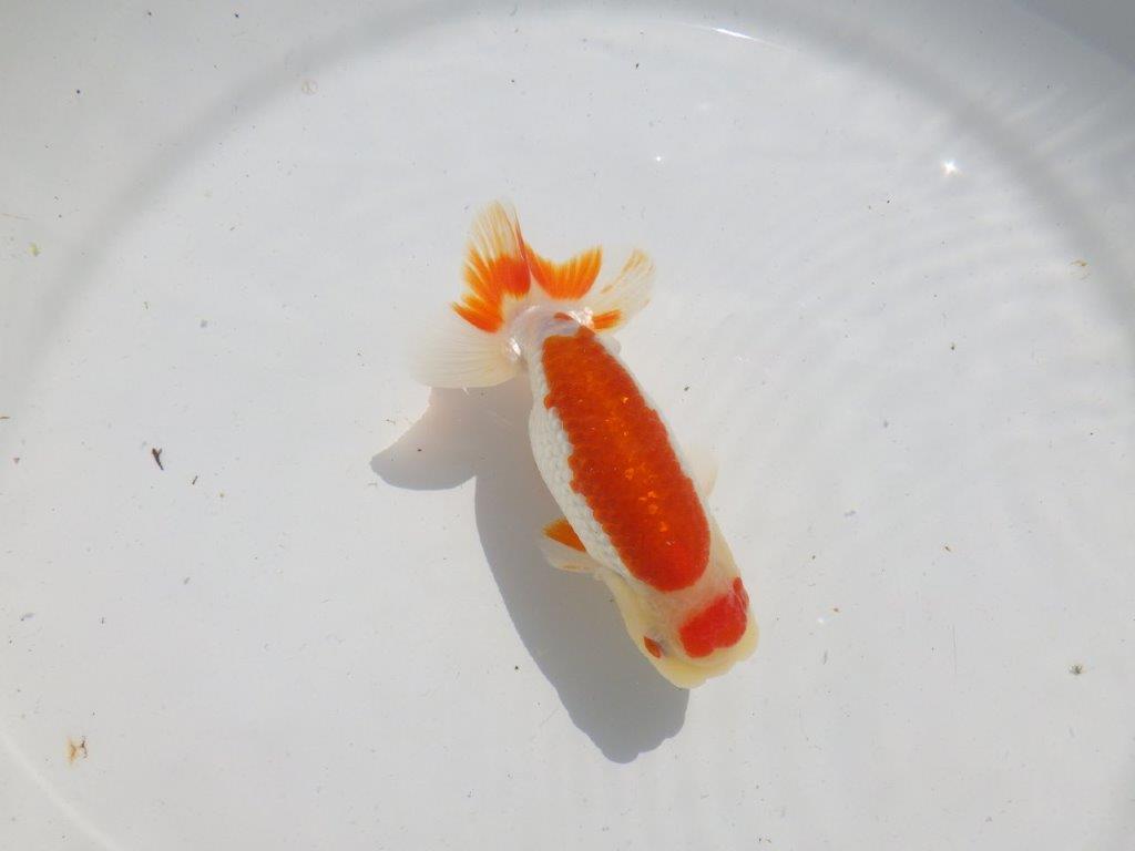 色艶が良くインパクトのある更紗　明け二歳魚　 　約12,5ｃｍ　オス【管理魚】