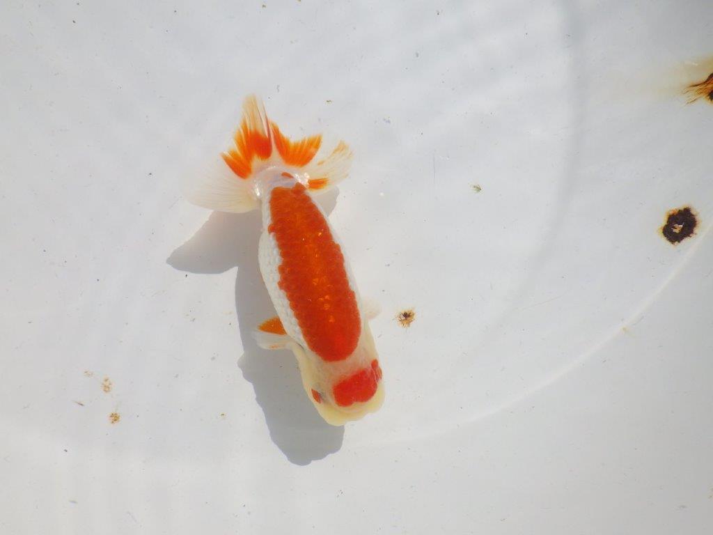 色艶が良くインパクトのある更紗　明け二歳魚　 　約12,5ｃｍ　オス【管理魚】