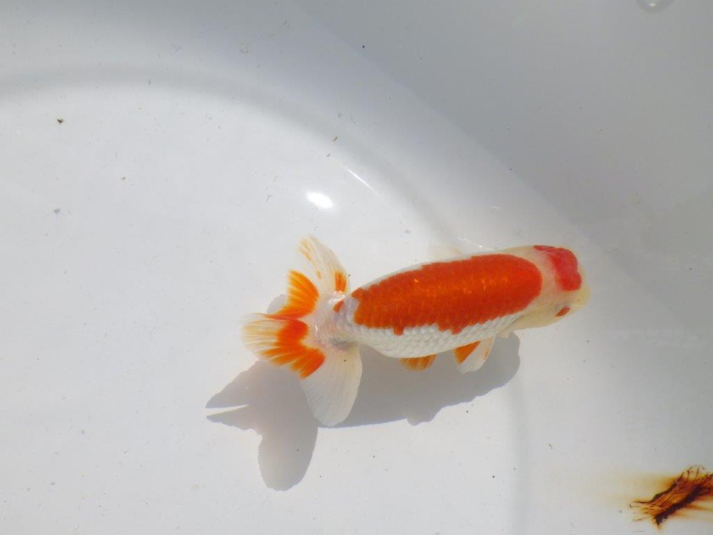 色艶が良くインパクトのある更紗　明け二歳魚　 　約12,5ｃｍ　オス【管理魚】