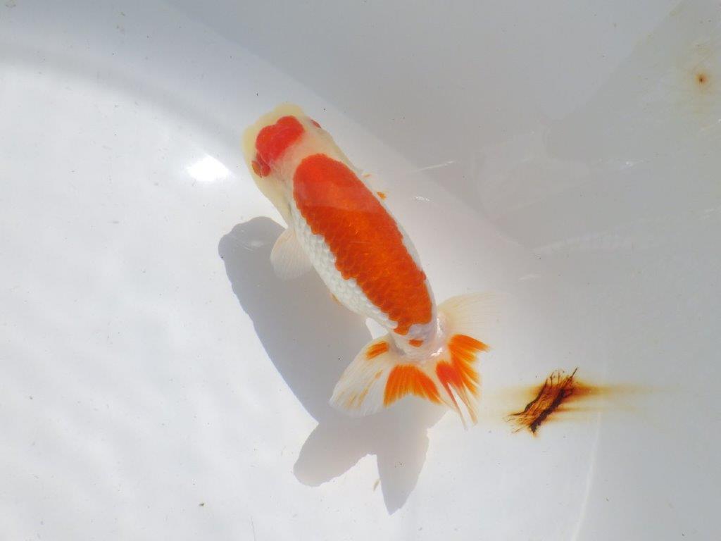 色艶が良くインパクトのある更紗　明け二歳魚　 　約12,5ｃｍ　オス【管理魚】の上身