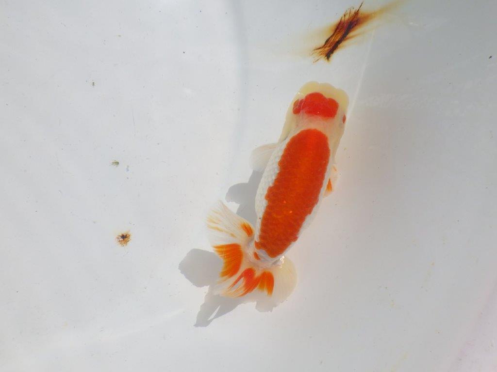 色艶が良くインパクトのある更紗　明け二歳魚　 　約12,5ｃｍ　オス【管理魚】