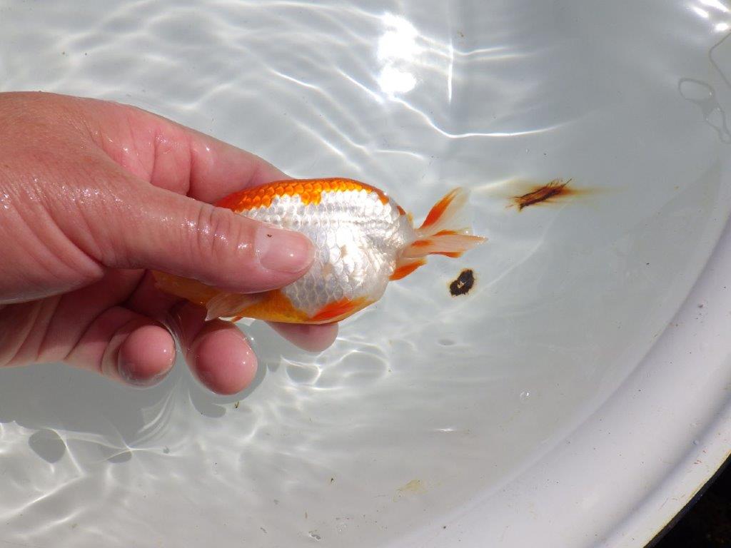 色艶が良くインパクトのある更紗　明け二歳魚　 　約12,5ｃｍ　オス【管理魚】