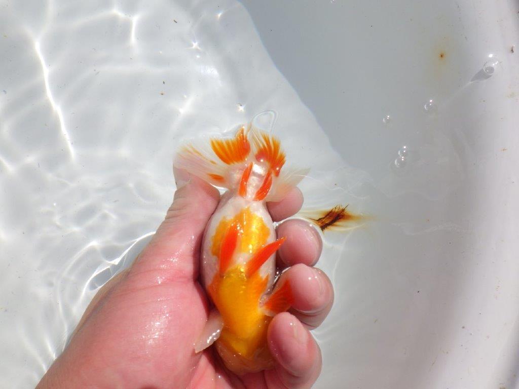 色艶が良くインパクトのある更紗　明け二歳魚　 　約12,5ｃｍ　オス【管理魚】
