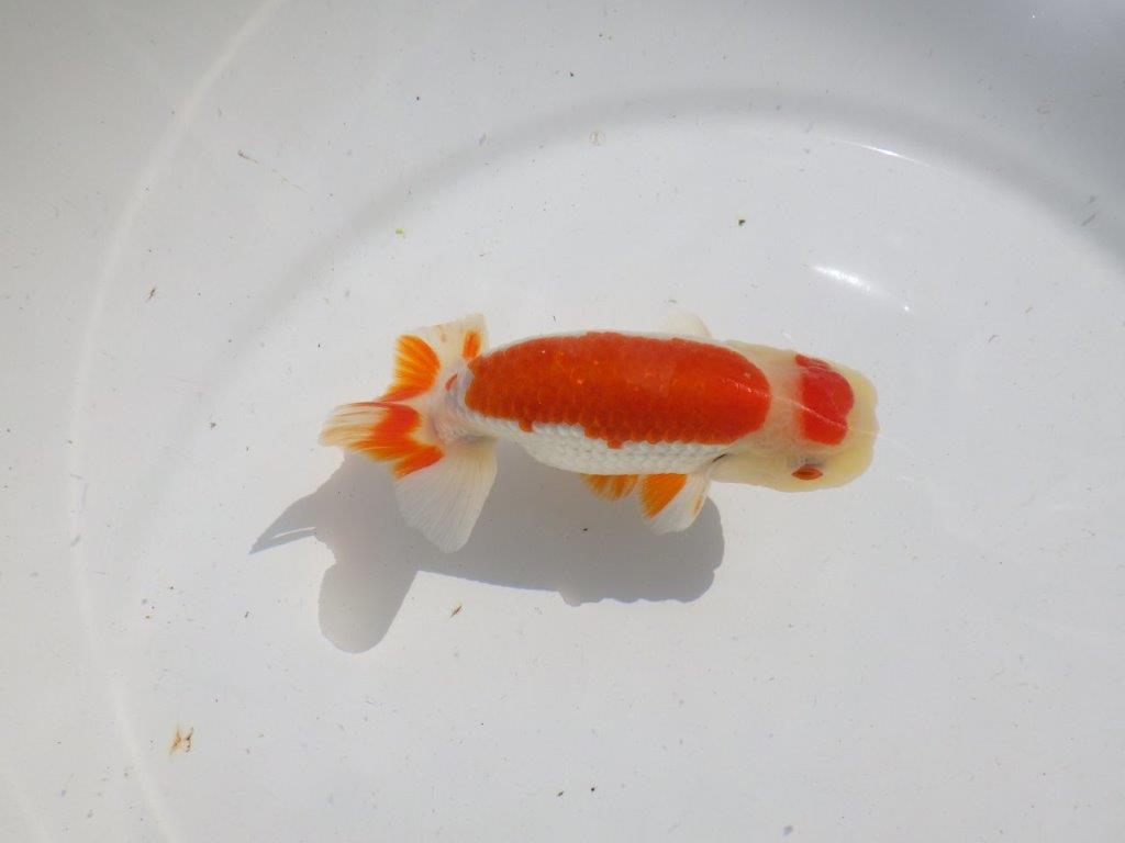 色艶が良くインパクトのある更紗　明け二歳魚　 　約12,5ｃｍ　オス【管理魚】