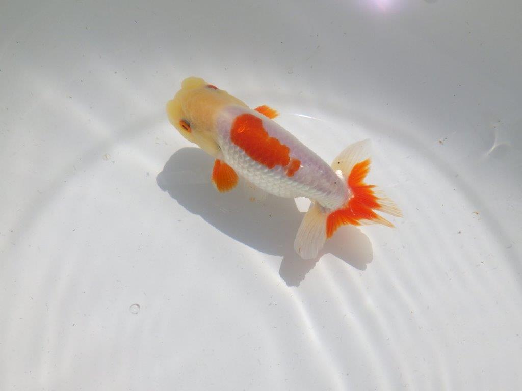 色張り、尾型が良く種にもお勧め更紗　明け二歳魚　 　約13ｃｍ　オス【管理魚】