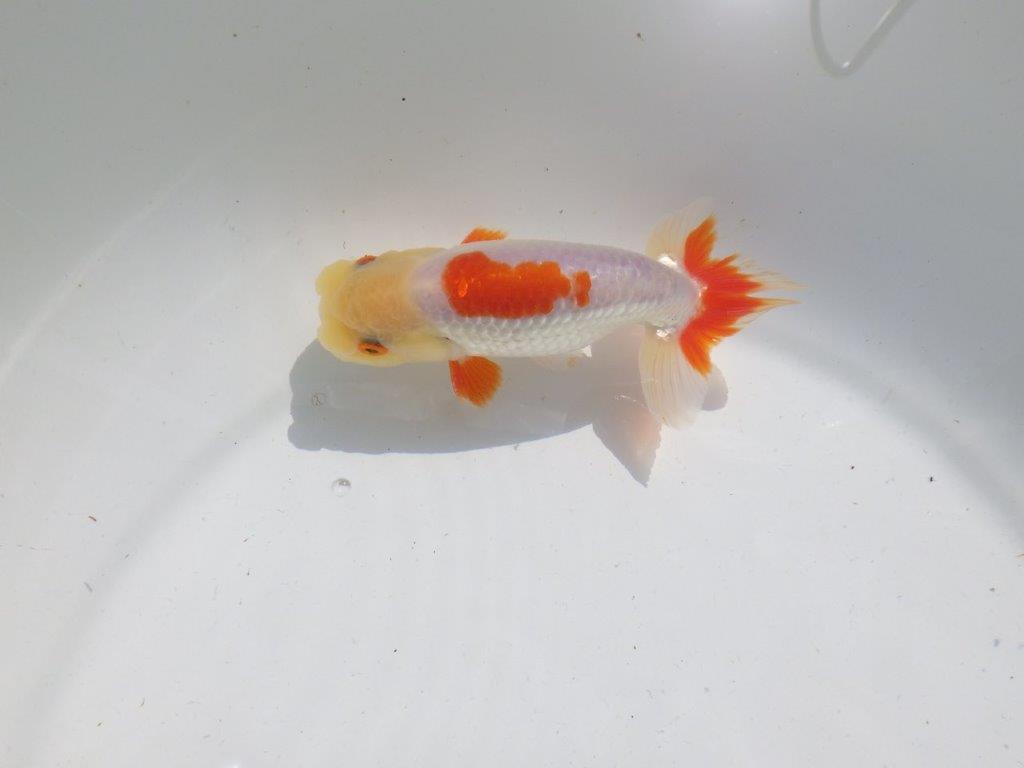 色張り、尾型が良く種にもお勧め更紗　明け二歳魚　 　約13ｃｍ　オス【管理魚】