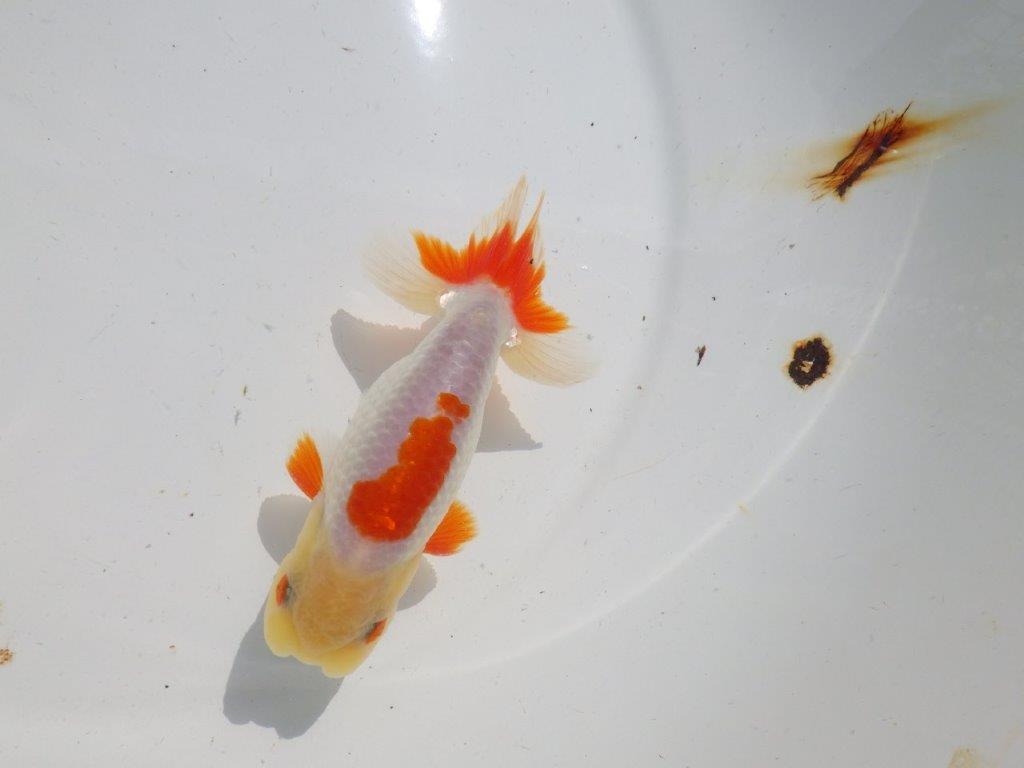 色張り、尾型が良く種にもお勧め更紗　明け二歳魚　 　約13ｃｍ　オス【管理魚】