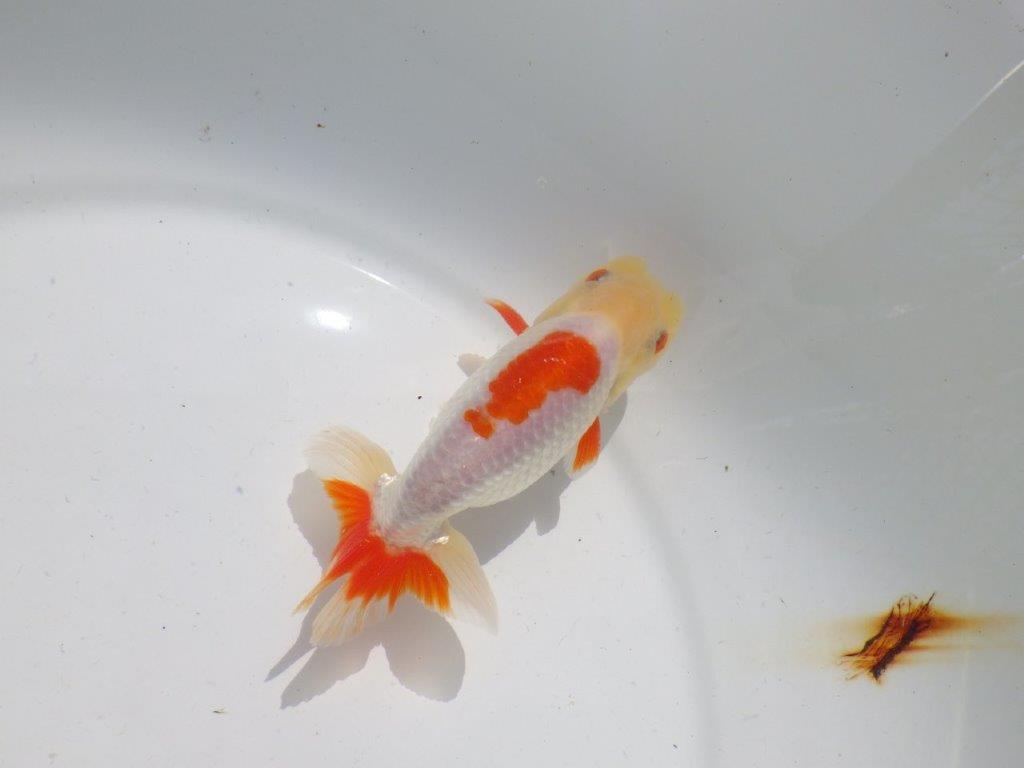 色張り、尾型が良く種にもお勧め更紗　明け二歳魚　 　約13ｃｍ　オス【管理魚】