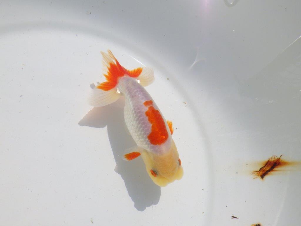 色張り、尾型が良く種にもお勧め更紗　明け二歳魚　 　約13ｃｍ　オス【管理魚】の上身