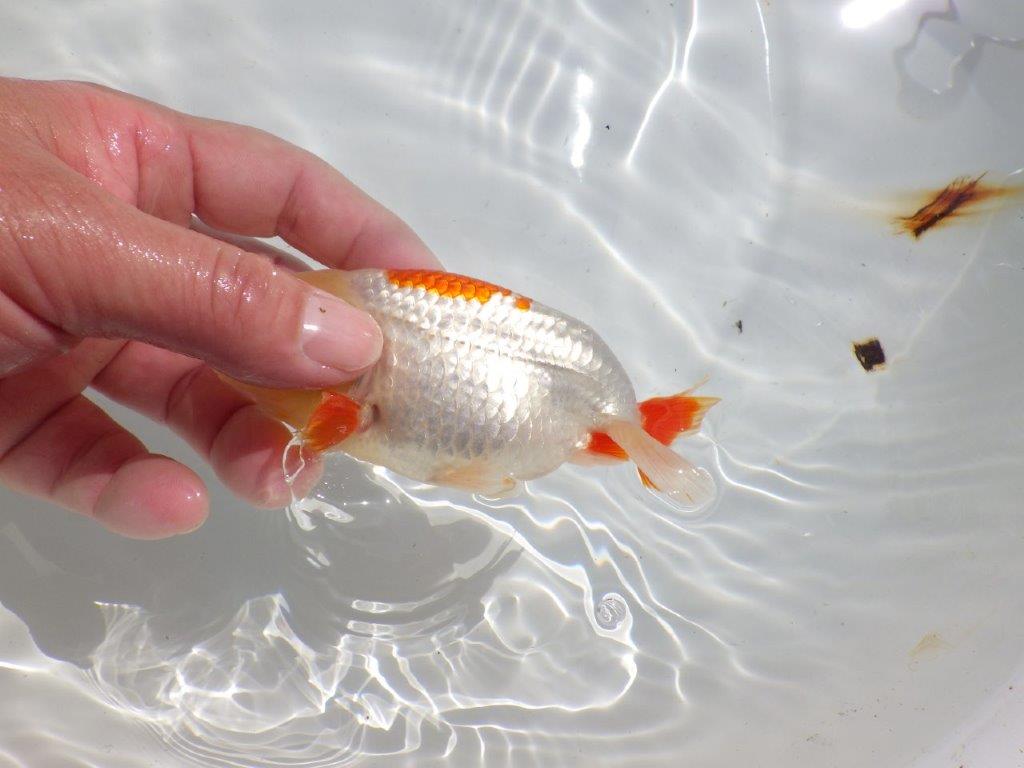 色張り、尾型が良く種にもお勧め更紗　明け二歳魚　 　約13ｃｍ　オス【管理魚】