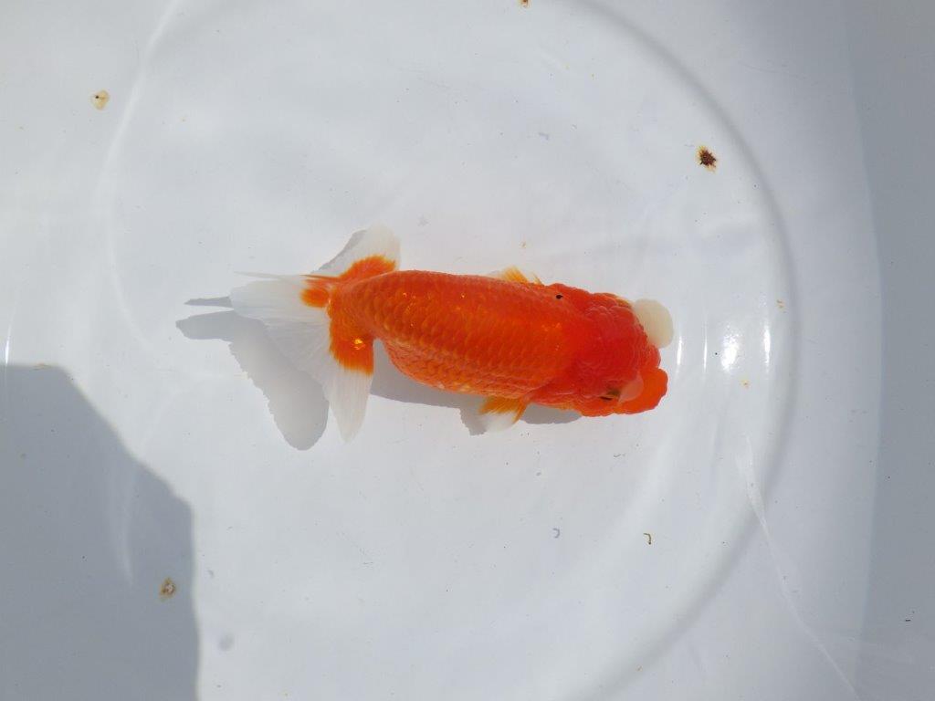 【浜松ベテランブリーダー】素晴らしいフンタンの明け二歳らんちゅう 約15㎝ メス