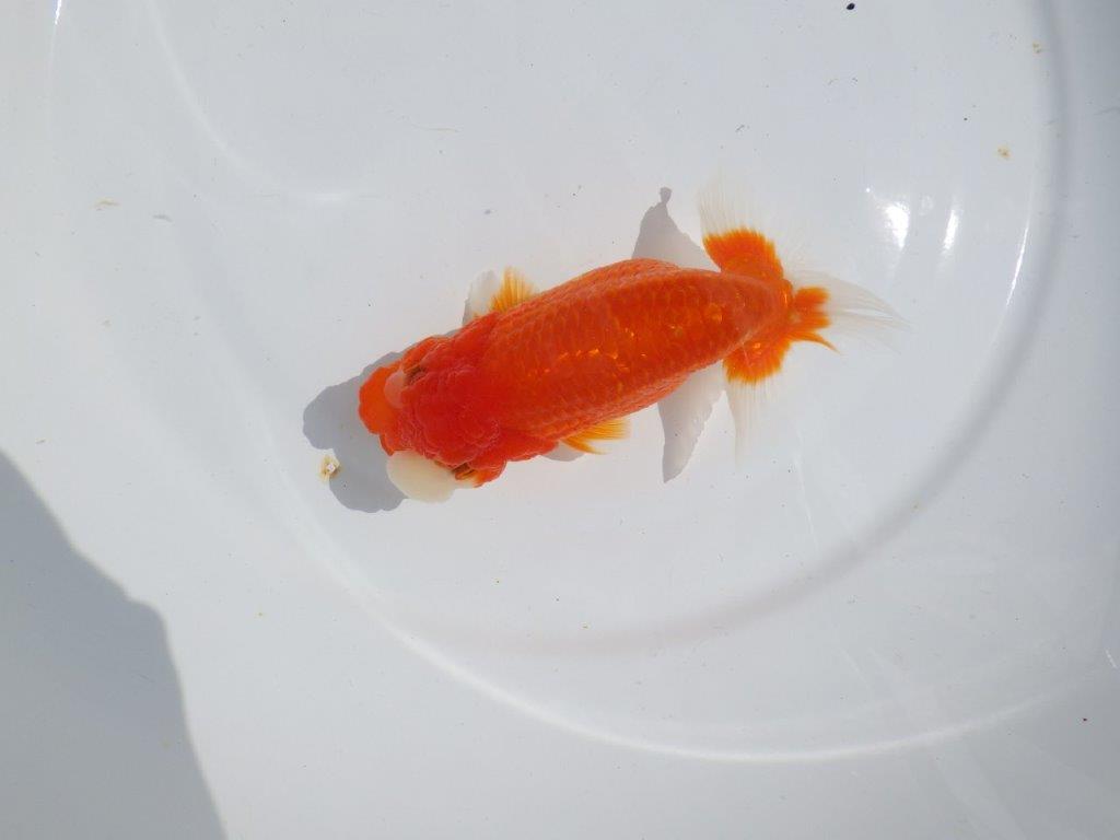 【浜松ベテランブリーダー】素晴らしいフンタンの明け二歳らんちゅう 約15㎝ メス