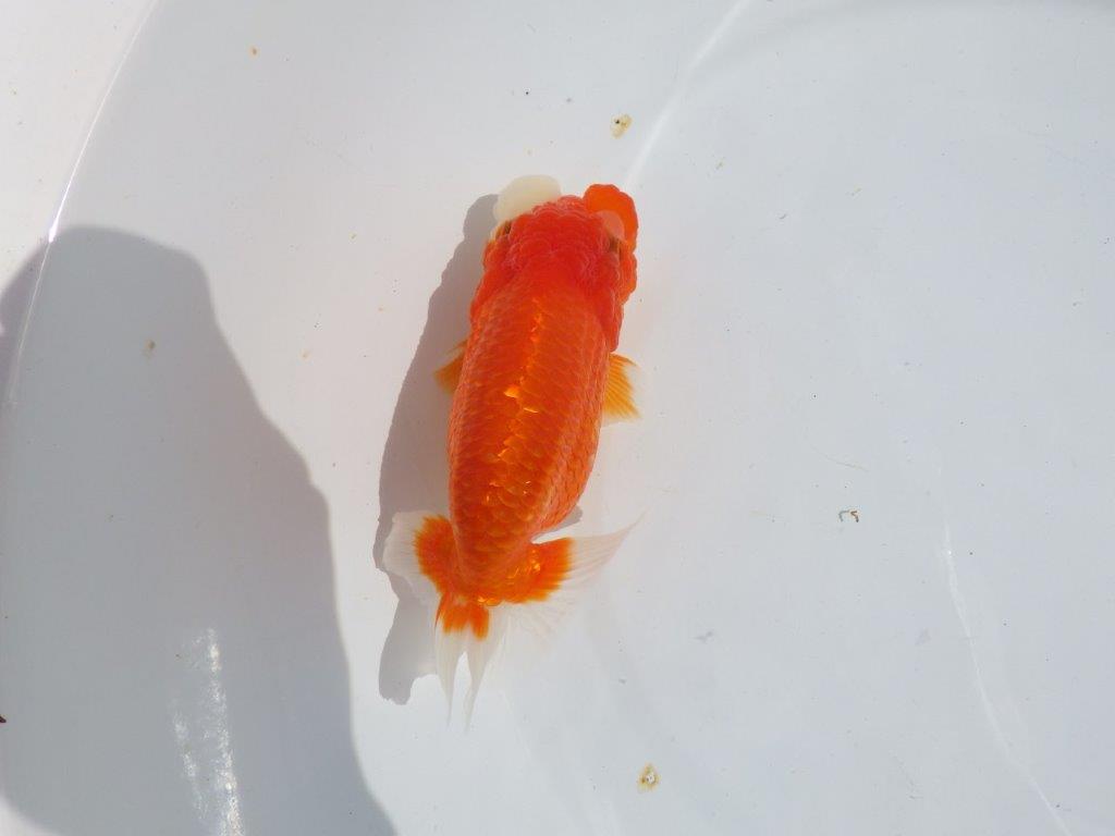 【浜松ベテランブリーダー】素晴らしいフンタンの明け二歳らんちゅう 約15㎝ メス