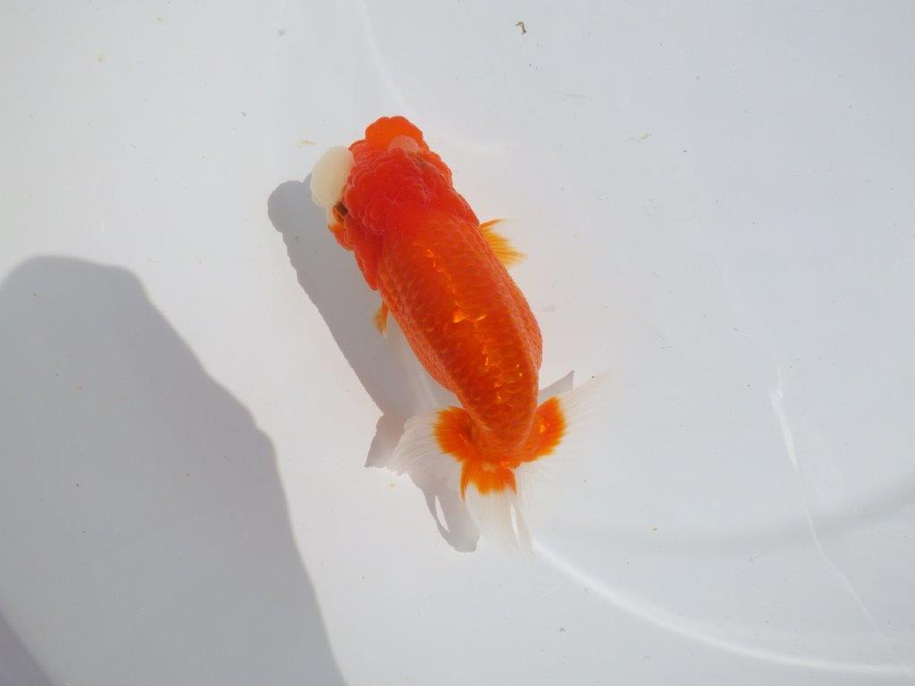 【浜松ベテランブリーダー】素晴らしいフンタンの明け二歳らんちゅう 約15㎝ メス