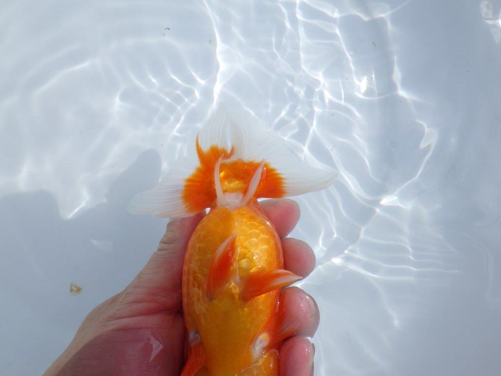 【浜松ベテランブリーダー】素晴らしいフンタンの明け二歳らんちゅう 約15㎝ メス