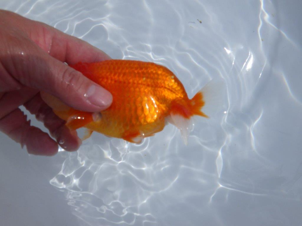 【浜松ベテランブリーダー】素晴らしいフンタンの明け二歳らんちゅう 約15㎝ メス