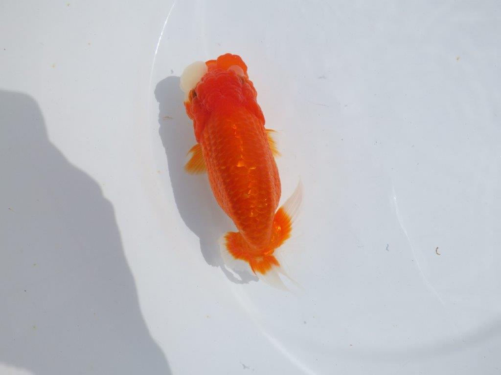 【浜松ベテランブリーダー】素晴らしいフンタンの明け二歳らんちゅう 約15㎝ メス