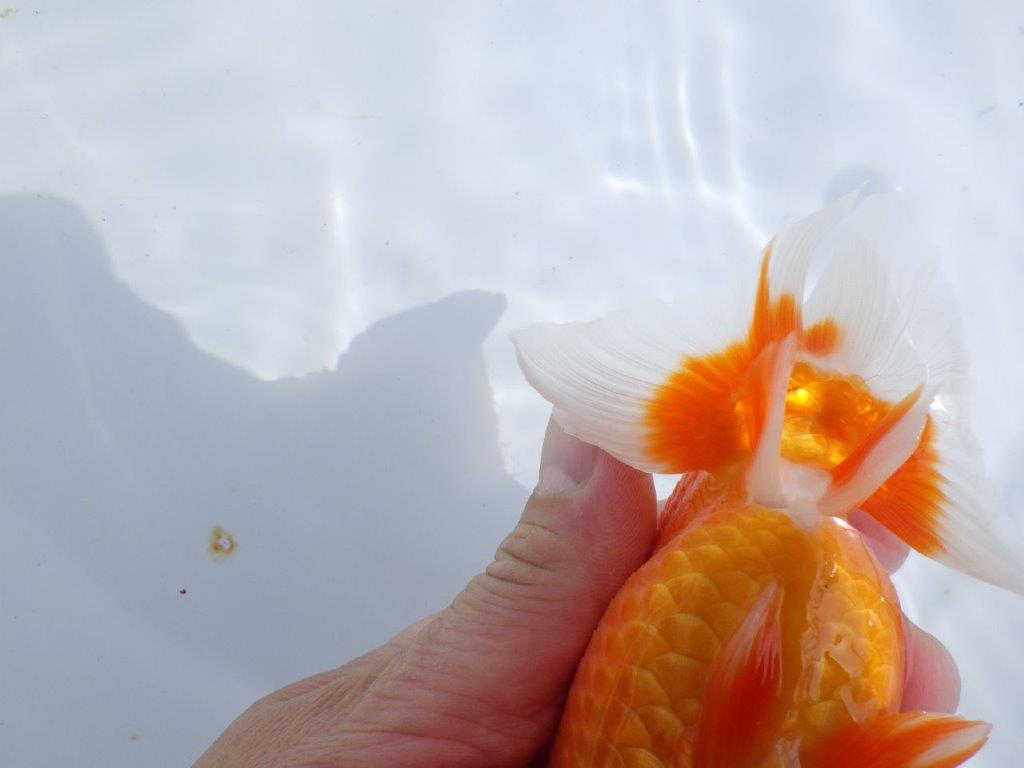 【浜松ベテランブリーダー】素晴らしいフンタンの明け二歳らんちゅう 約15㎝ メス