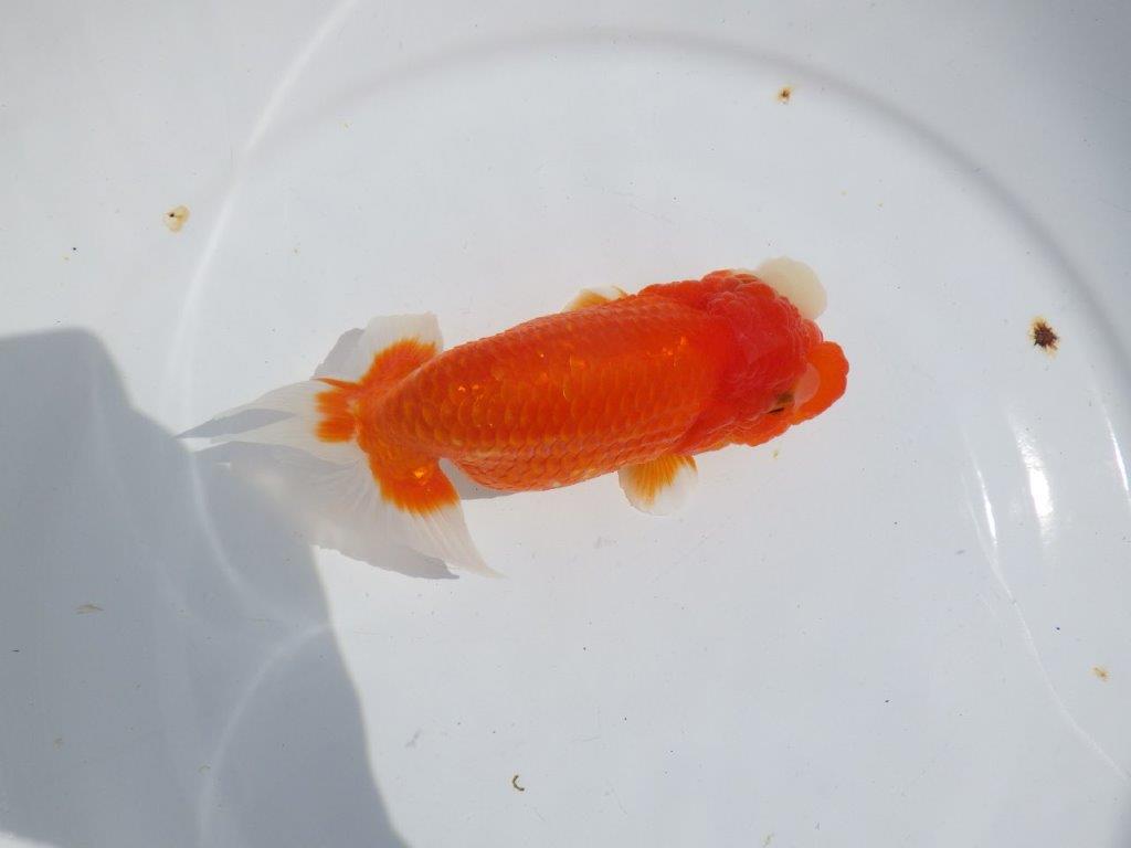 【浜松ベテランブリーダー】素晴らしいフンタンの明け二歳らんちゅう 約15㎝ メス