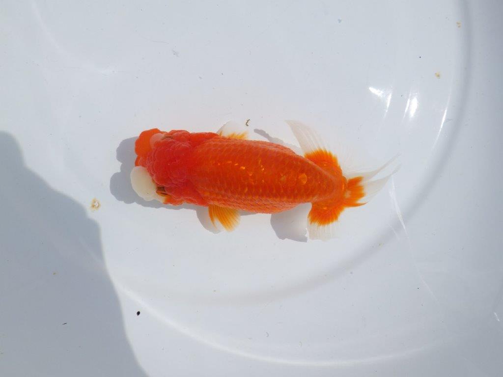 【浜松ベテランブリーダー】素晴らしいフンタンの明け二歳らんちゅう 約15㎝ メス