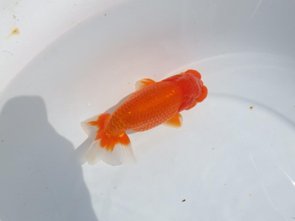 【浜松ベテランブリーダー】今後の成長が楽しみな明け二歳らんちゅう 約15,5㎝ オス