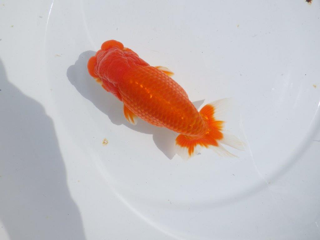 【浜松ベテランブリーダー】今後の成長が楽しみな明け二歳らんちゅう 約15,5㎝ オス