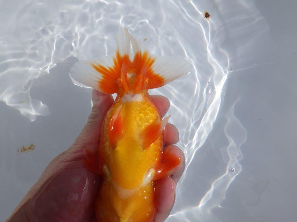 【浜松ベテランブリーダー】今後の成長が楽しみな明け二歳らんちゅう 約15,5㎝ オス