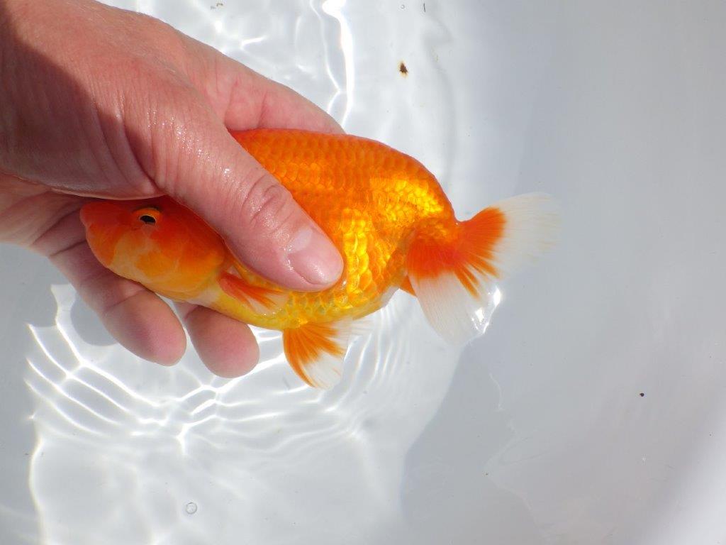 【浜松ベテランブリーダー】今後の成長が楽しみな明け二歳らんちゅう 約15,5㎝ オス